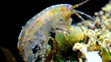 小甲壳纲动物属gammarus抓住了小海葵<strong>入侵</strong>者黑色的海迪亚杜梅内利纳塔敖德萨湾